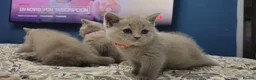 British Shorthair cats for sale:  *READY TO GO* beautiful British shorthair/ long - Advert 26
