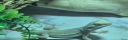 Bearded Dragon reptiles for sale: Baby bearded dragons  - Advert 12
