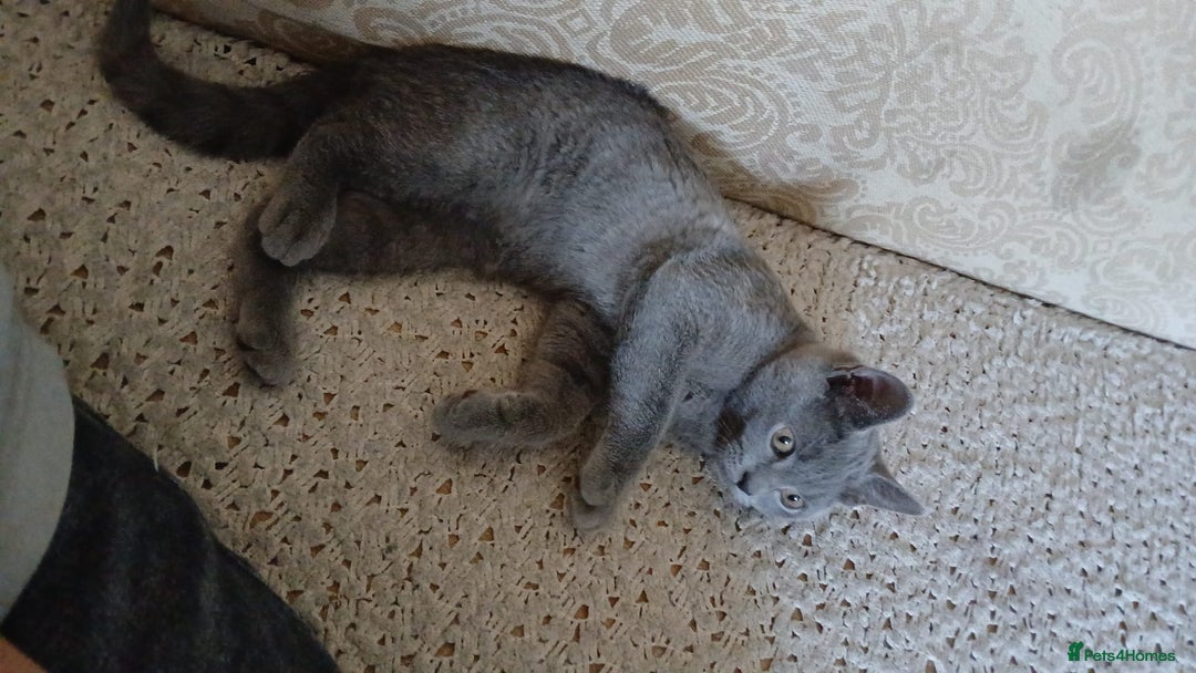 Russian Blue cats for sale: Russian blue 14 weeks old - Image 2