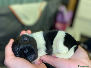 Akita dogs American Akita Puppies 9 boys 3 girls - Advert 17