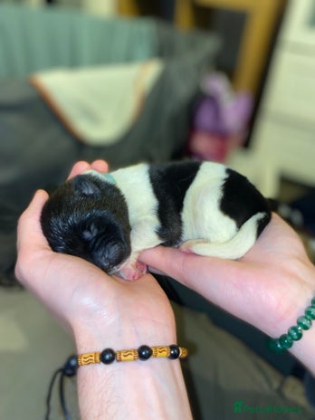 Akita dogs American Akita Puppies 9 boys 3 girls - Advert 4