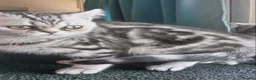 British Shorthair cats for sale: Bsh.Silver Classic  Tabby. GCCF. - Advert 1