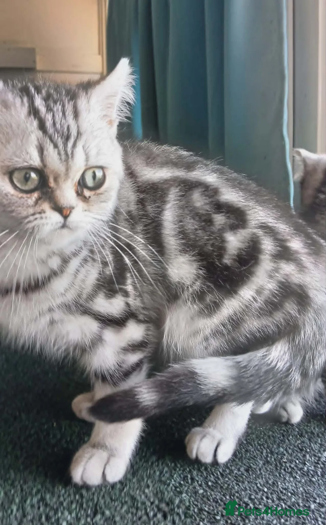 British Shorthair cats for sale: Bsh.Silver Classic  Tabby. GCCF. - Advert 1