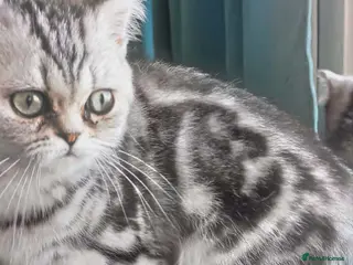 British Shorthair cats Bsh.Silver Classic Tabby. GCCF. - Advert 3