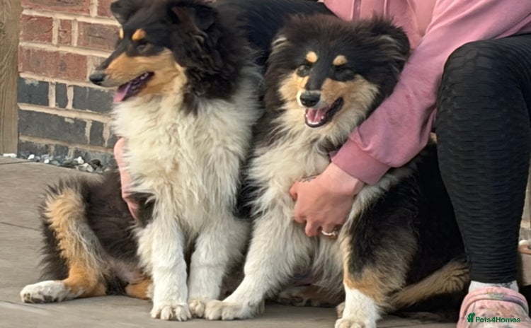 Rough Collie dogs - Advert 1