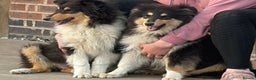 Rough Collie dogs for sale: Kc registered rough collies - Advert 1