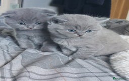 Scottish Fold cats for sale: **AVAILABLE NOW** Scottish fold kittens  - Image 14