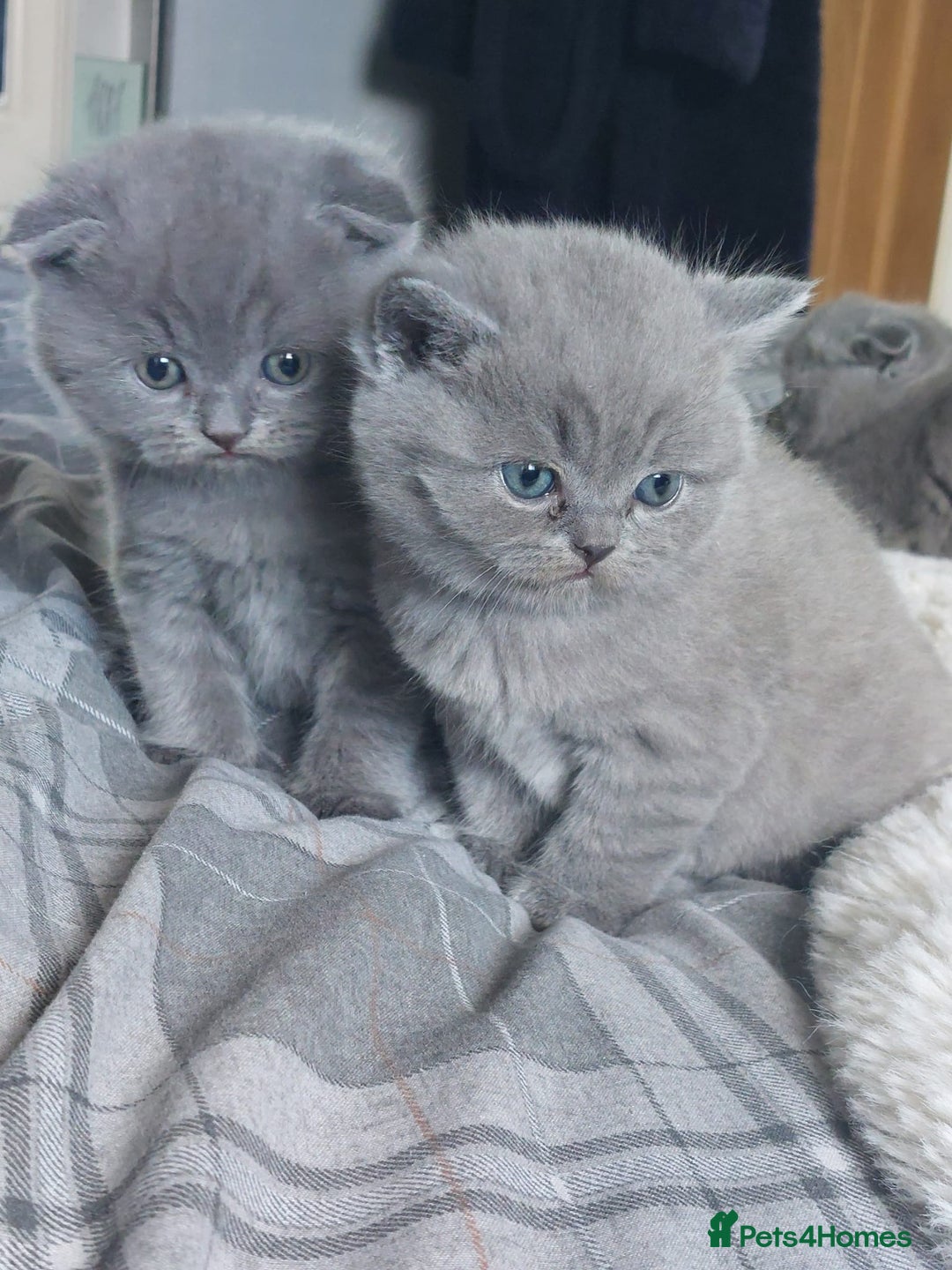 Scottish Fold cats for sale: **AVAILABLE NOW** Scottish fold kittens  - Image 14