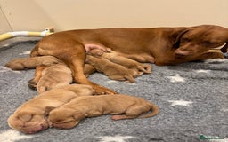 Hungarian Vizsla dogs for sale: Stunning Hungarian Vizsla Pups - Advert 2