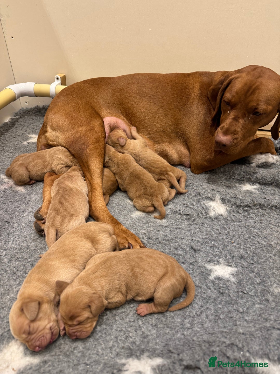 Hungarian Vizsla dogs for sale: Stunning Hungarian Vizsla Pups - Advert 2