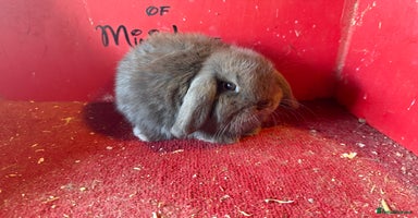 Mini Lop rabbits - Advert 3