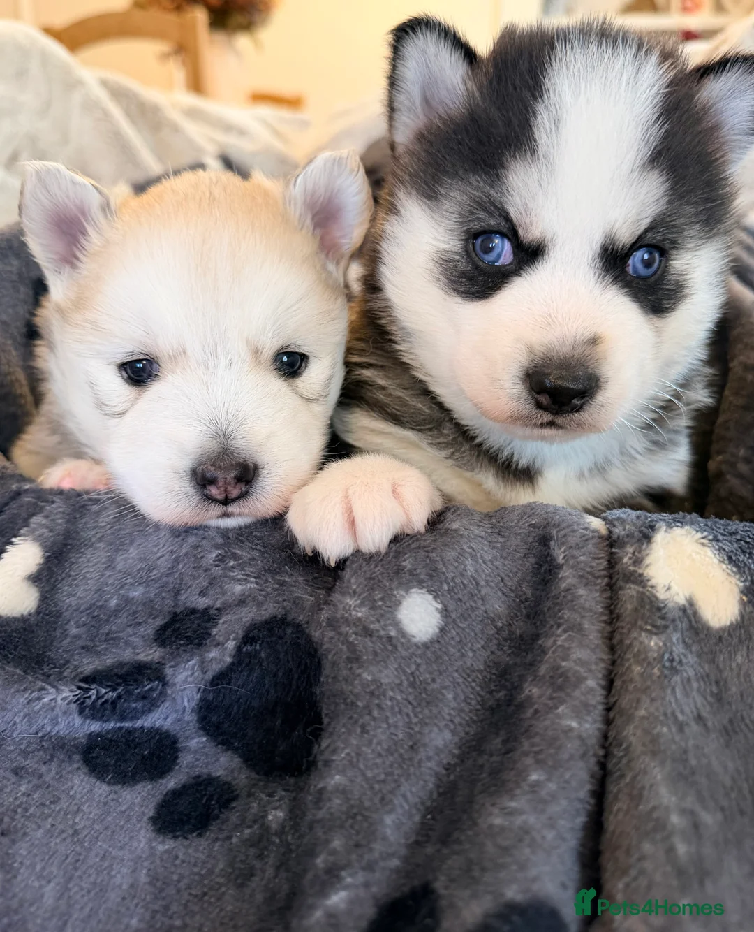 Pomsky dogs for sale: F3 Pomsky puppies  - Advert 1
