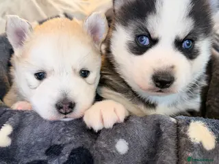 Pomsky dogs F3 Pomsky puppies - Advert 1