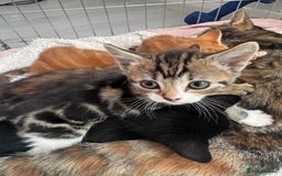 Domestic Shorthair cats for sale: Adorable kittens for sale  - Image 11