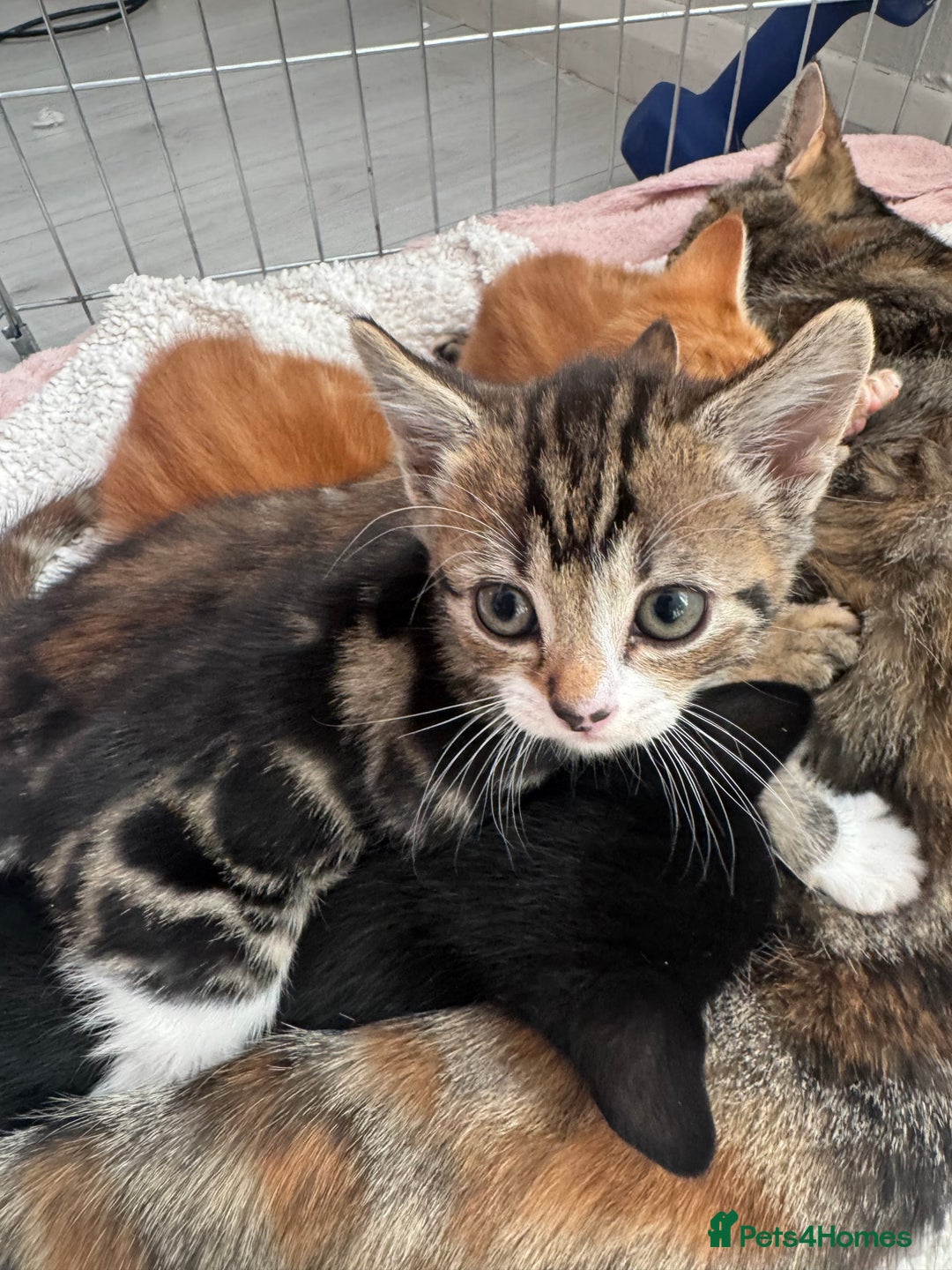 Domestic Shorthair cats for sale: Adorable kittens for sale  - Image 11