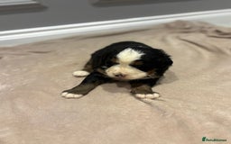 Bernese Mountain Dog dogs for sale: Beautiful Bernese Mountain Dog Puppies for Sale 🐾 - Image 15