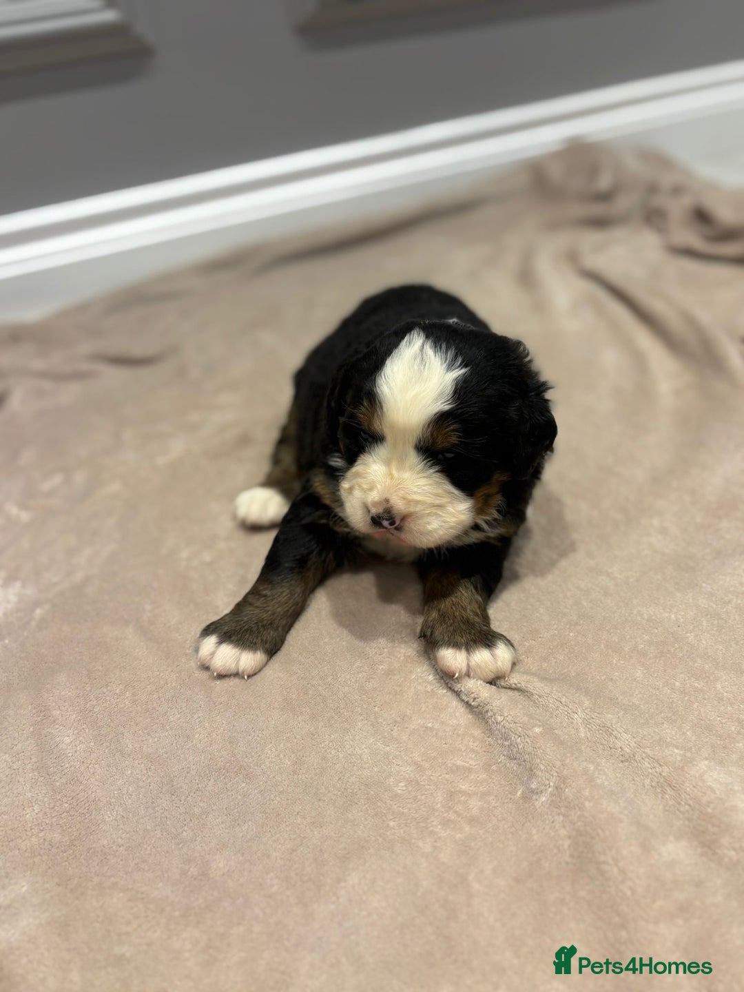 Bernese Mountain Dog dogs for sale: Beautiful Bernese Mountain Dog Puppies for Sale 🐾 - Image 15