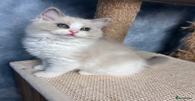 Ragdoll cats - Advert 8