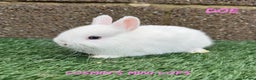 Netherland Dwarf rabbits for sale: Pure breed Netherlands dwarf  - Advert 3