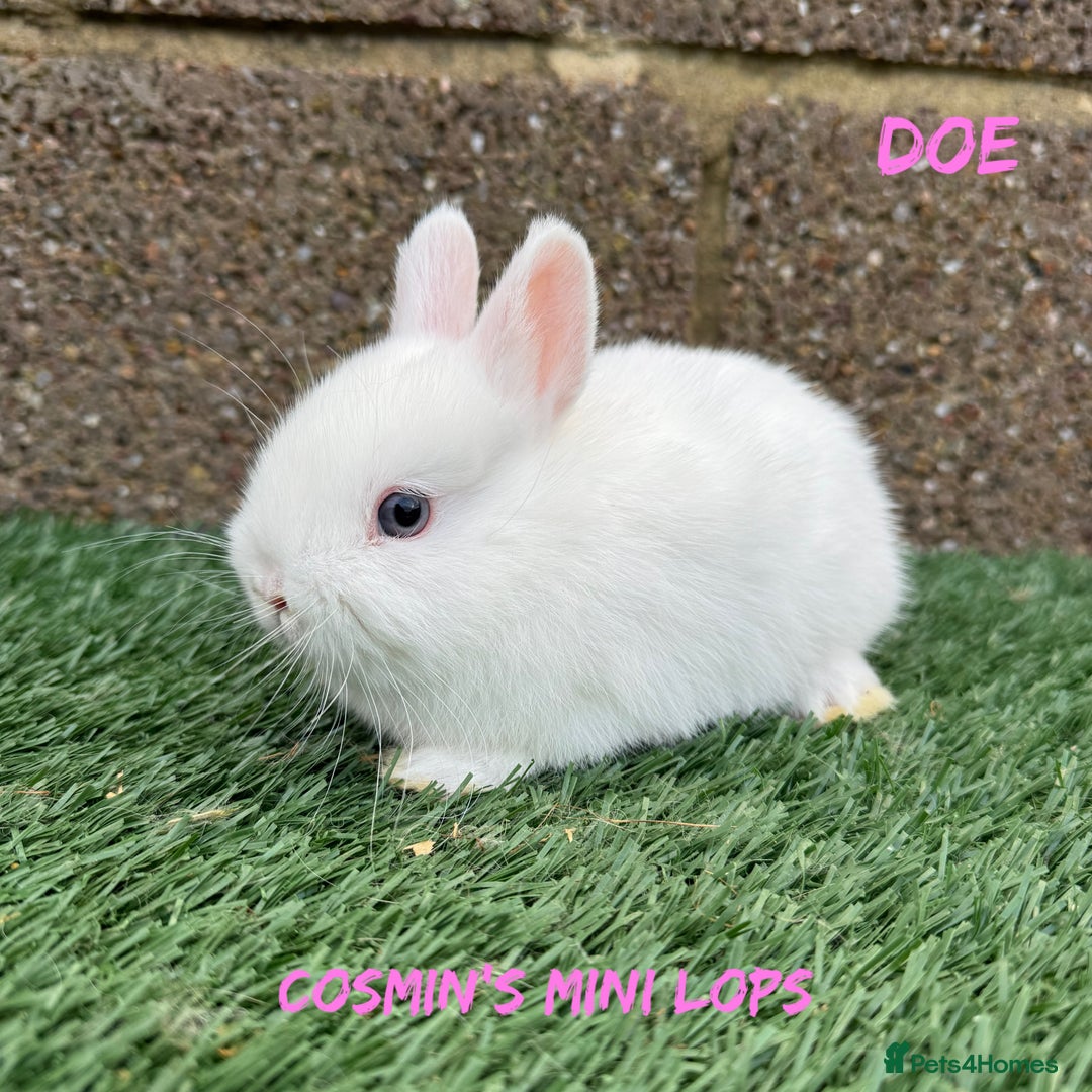 Netherland Dwarf rabbits for sale: Pure breed Netherlands dwarf  - Advert 3