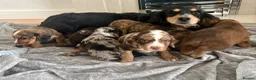 Cocker Spaniel dogs for sale: Cocker spaniel puppies  - Advert 13