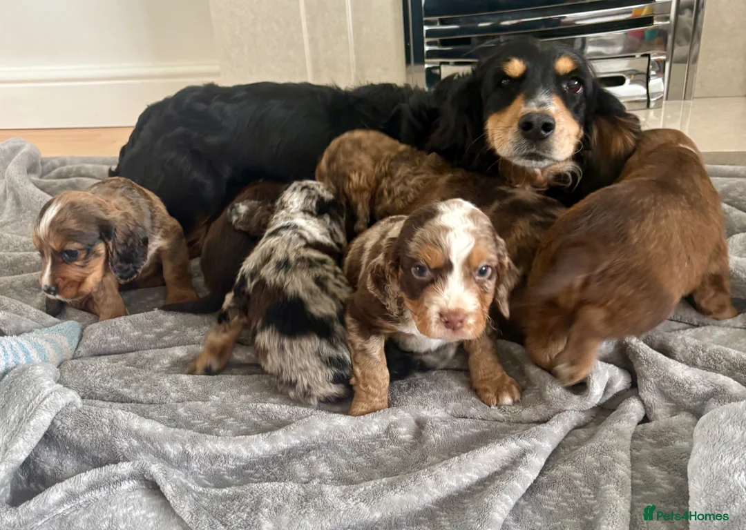 Cocker Spaniel dogs for sale: Cocker spaniel puppies  - Advert 13