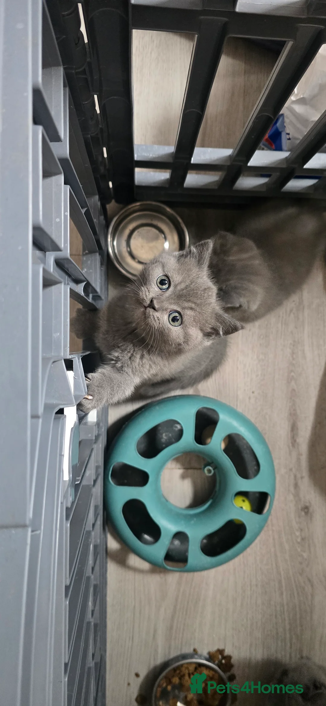 British Shorthair cats for sale: Adorable Purebred British Shorthair Kittens in Scunthorpe - Advert 15