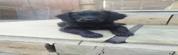 Cockapoo dogs for sale: Don't miss out just three looking for loving homes - Advert 4