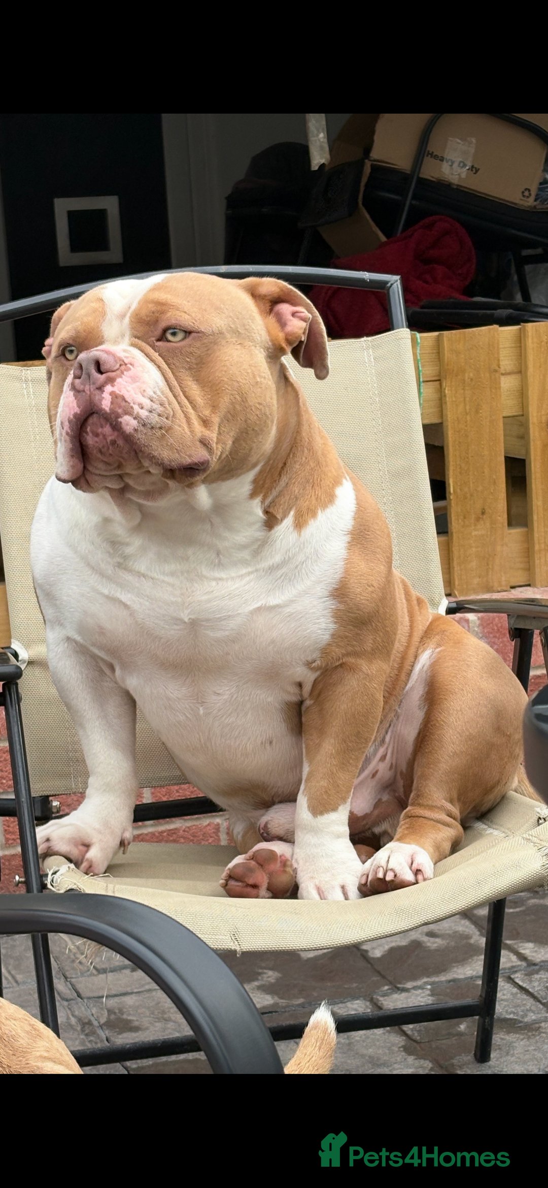 American Bully dogs for stud: American pocket bully  - Image 22