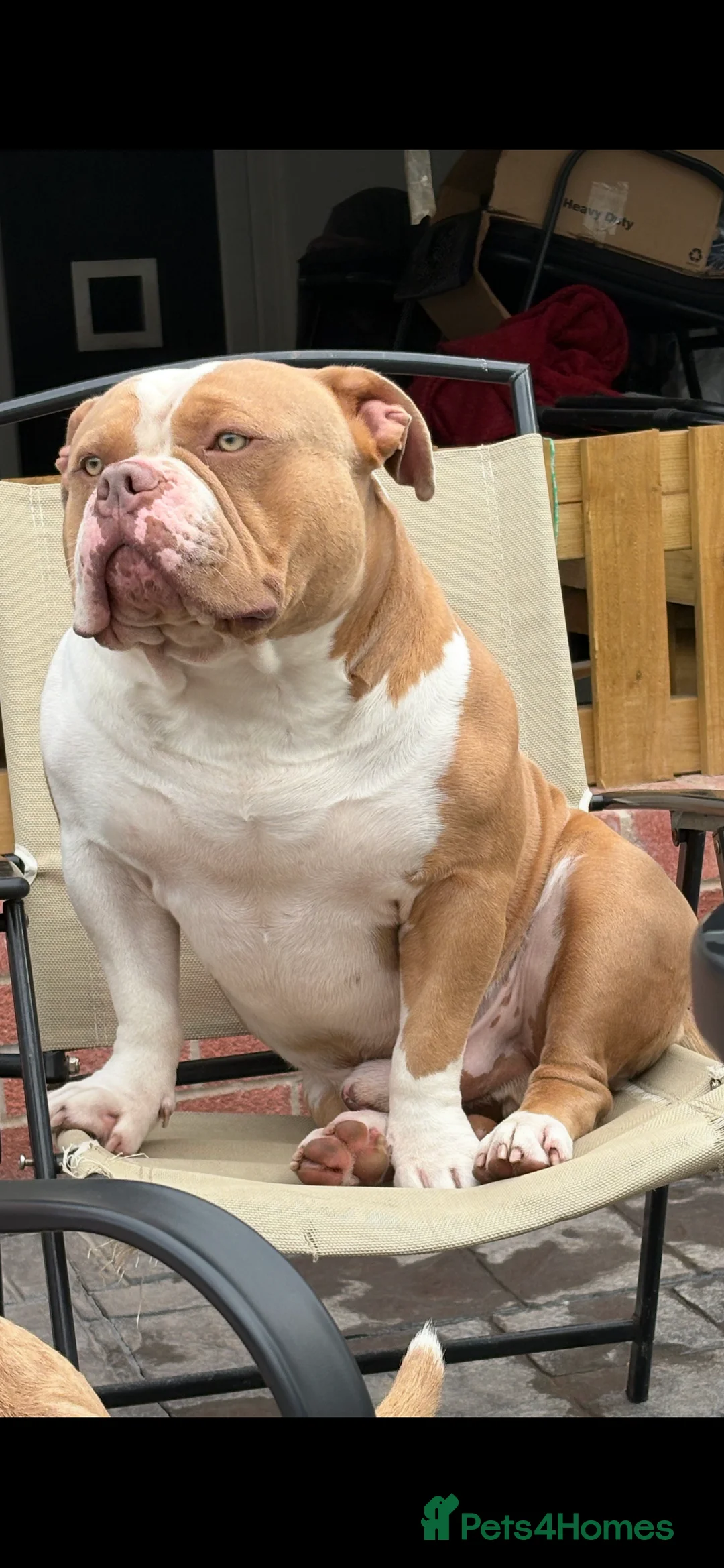 American Bully dogs for stud: American pocket bully  - Advert 22