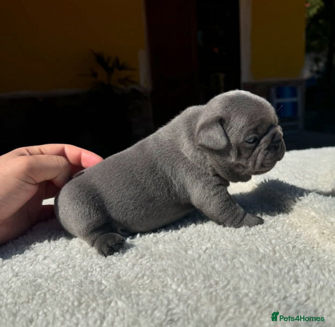 French Bulldog dogs for sale: Healthy Blue French Bulldog Babies - Image 9