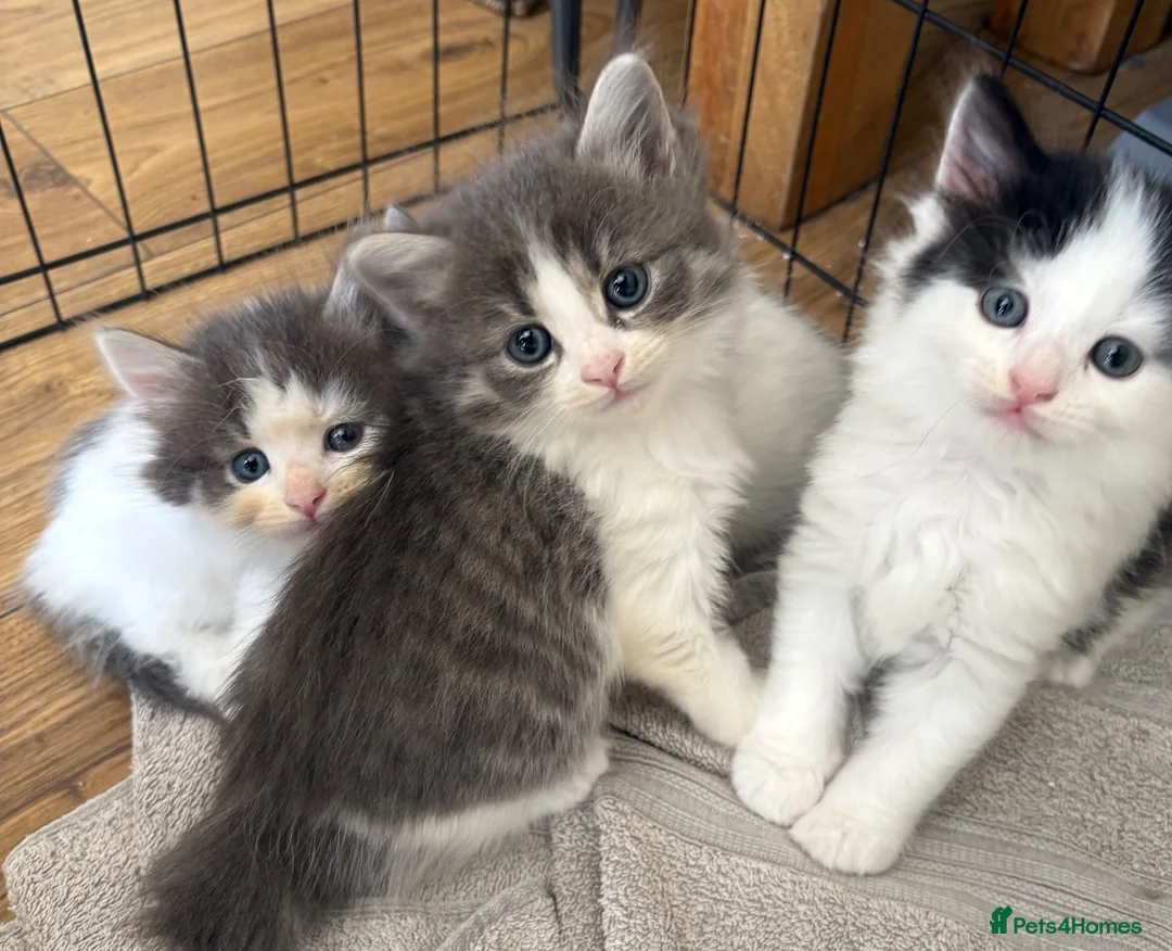 Persian cats for sale: Beautiful Persian Kittens Ready for Forever Homes - Advert 2