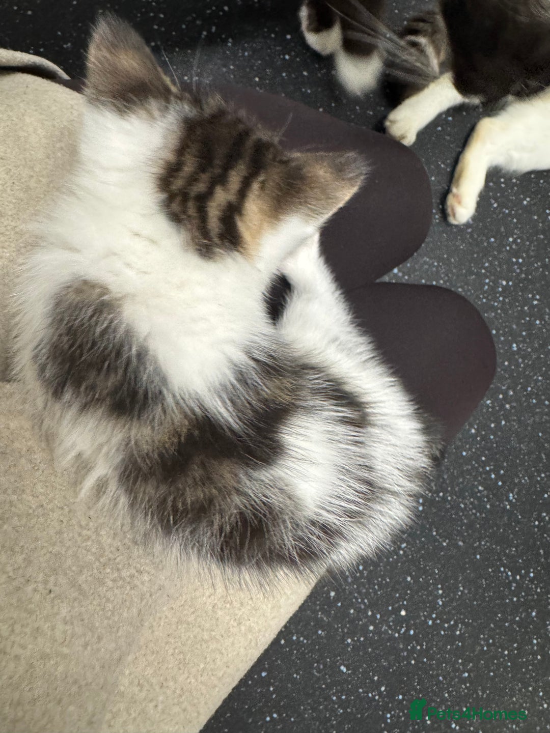 Mixed Breed cats for sale: Last little male left  - Advert 3