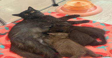 British Shorthair cats British shorthair kittens chocolate black £450 - Advert 2