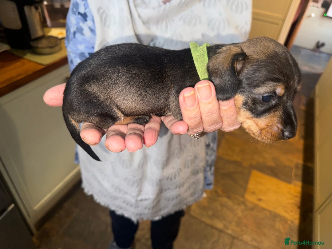 Miniature Dachshund dogs for sale: Adorable Miniature Wired haired Dachshund puppies - Advert 12
