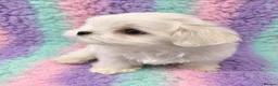Maltese dogs for sale: FULL KOREAN MALTESE PUPIES🐶KC reg🐶DOLL FACE🐶 in Harrow - Advert 5