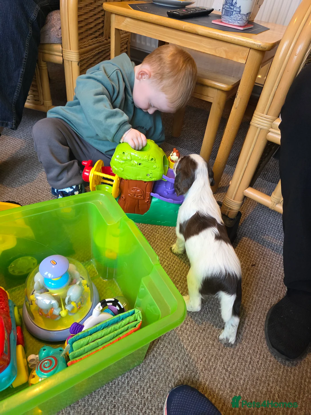 Cocker Spaniel dogs for sale: Choc roan cocker spaniel pups  - Advert 10