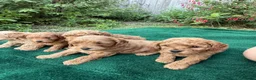 Cockapoo dogs for sale: F1b cockerpoo puppies - Advert 6