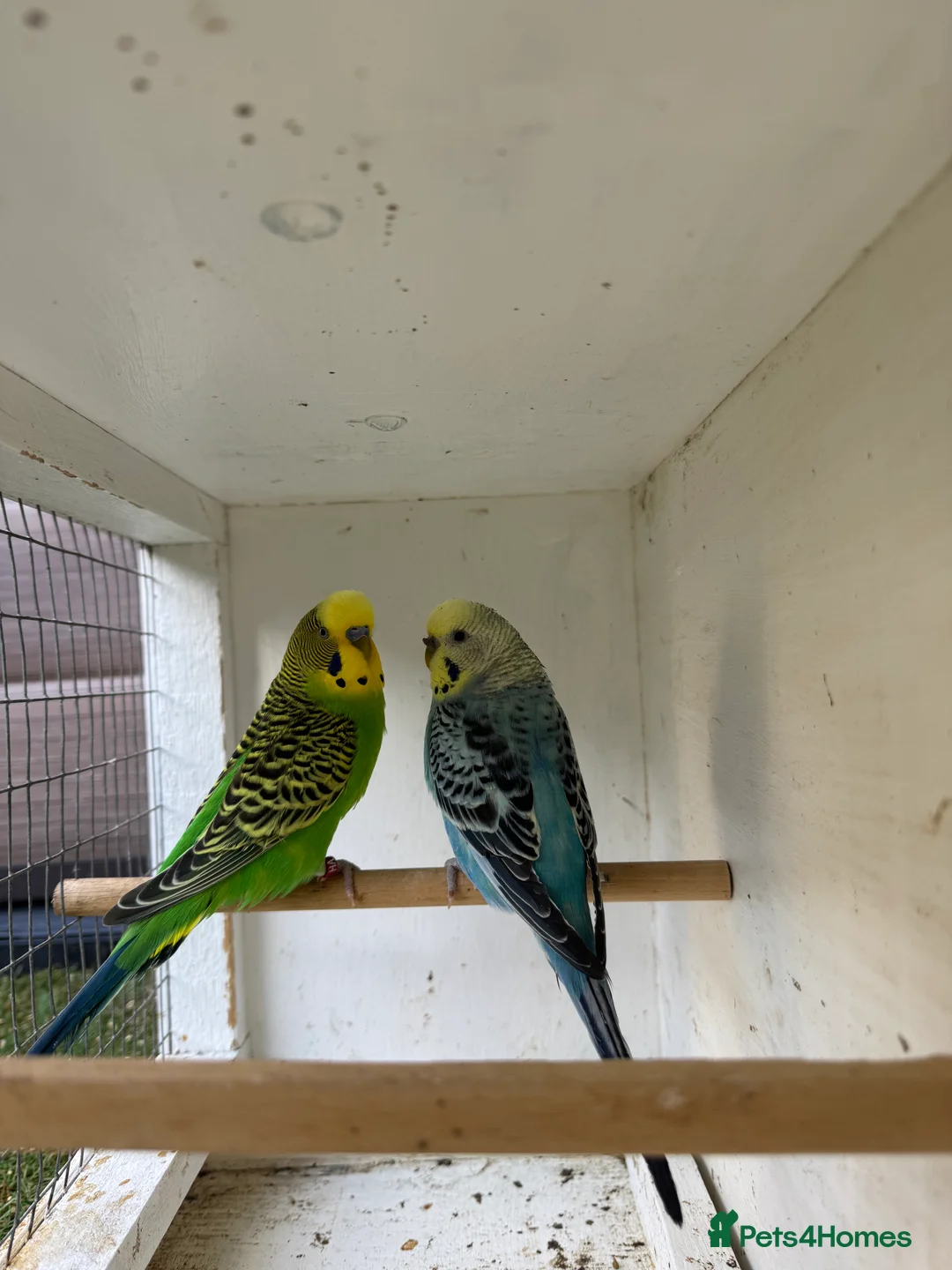 Budgerigars birds for sale: Beautiful 🤩 pair of budgies  - Advert 10