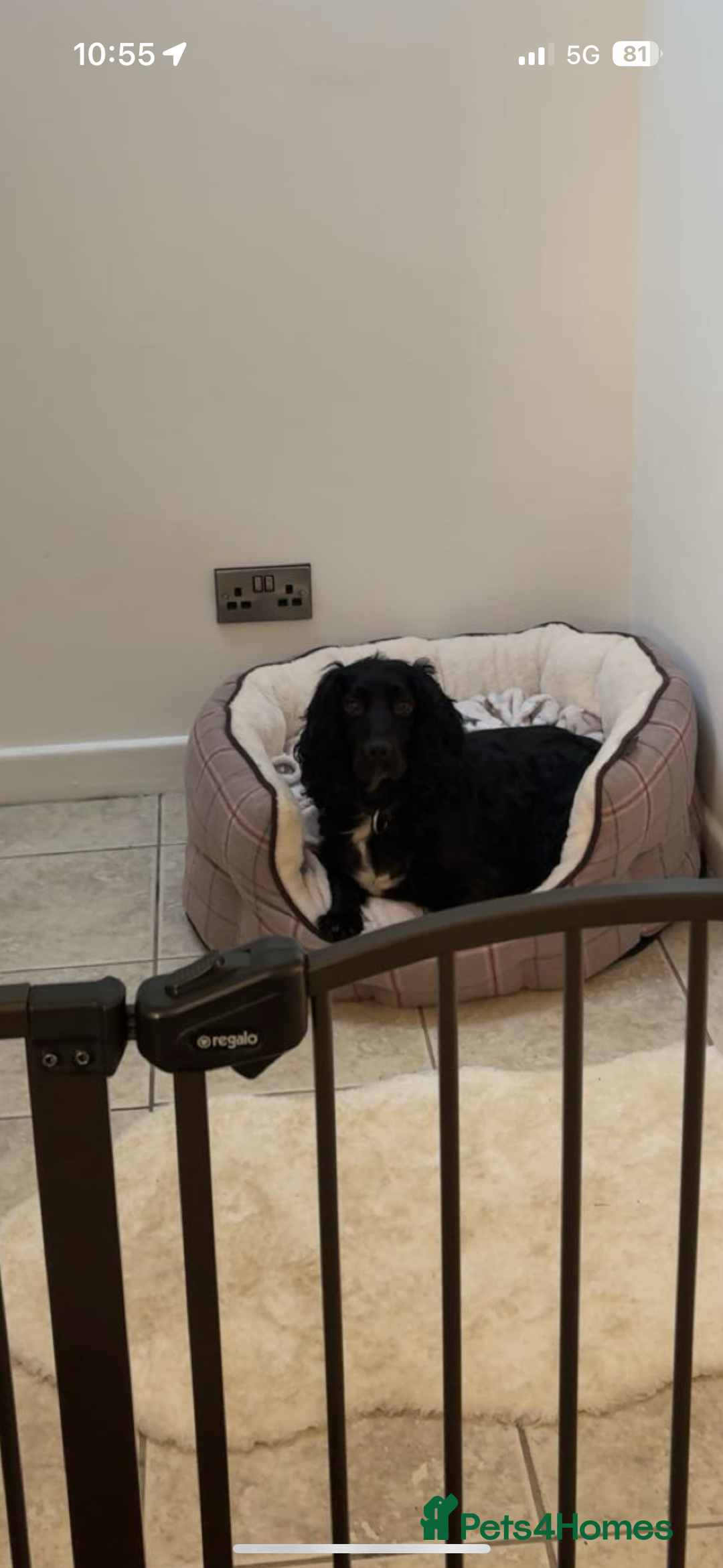 Cocker Spaniel dogs for sale: Make Cocker spaniel 3 year old  - Advert 3