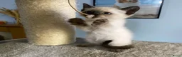 Mixed Breed cats for sale: 1 male blue eyed colourpoint kitten - Advert 3
