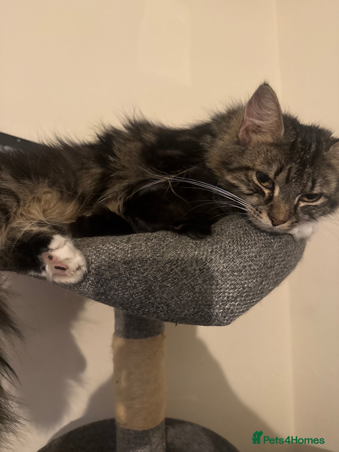 British Longhair cats for sale: 1 long fur polydactyl male kitten  - Image 7