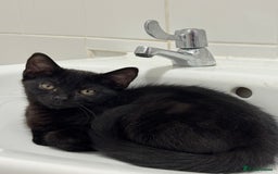 Mixed Breed cats for sale: Kitten - Image 3