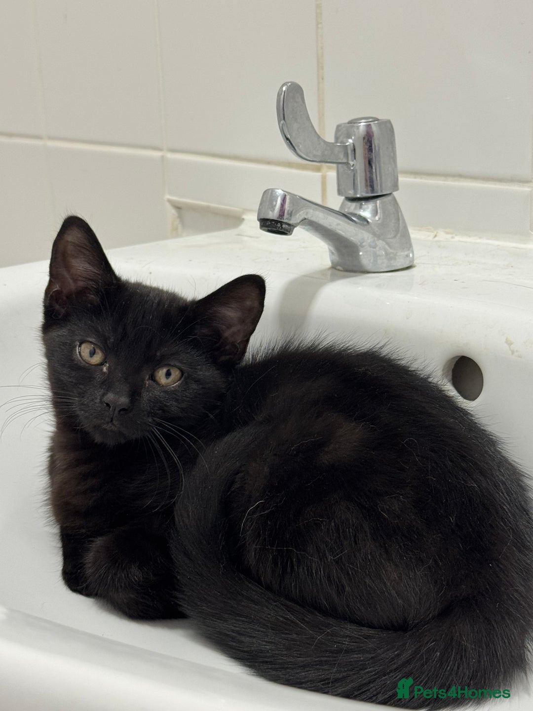 Mixed Breed cats for sale: Kitten - Image 3