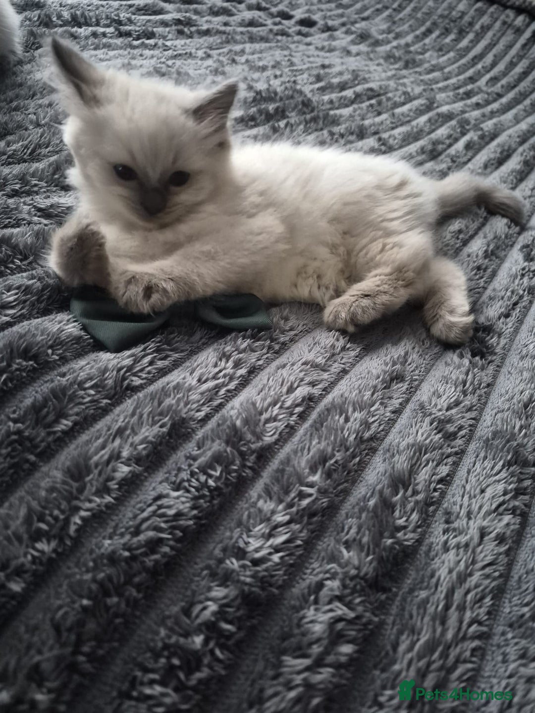 Ragdoll cats for sale: Adorable Ragdoll Kittens GCCF  Active registered  - Advert 15