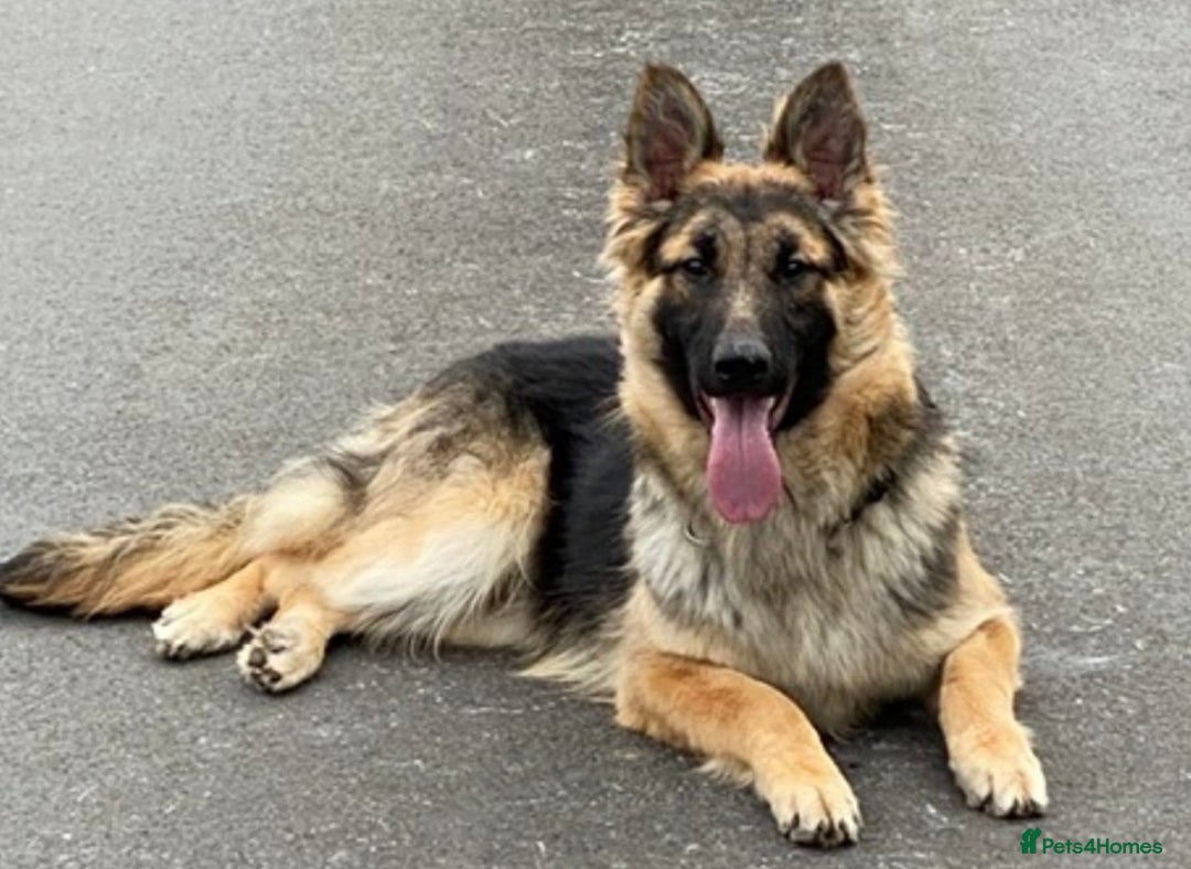 German Shepherd dogs for sale: Traditional Long Coat, Straight backed GSD Puppies - Advert 10