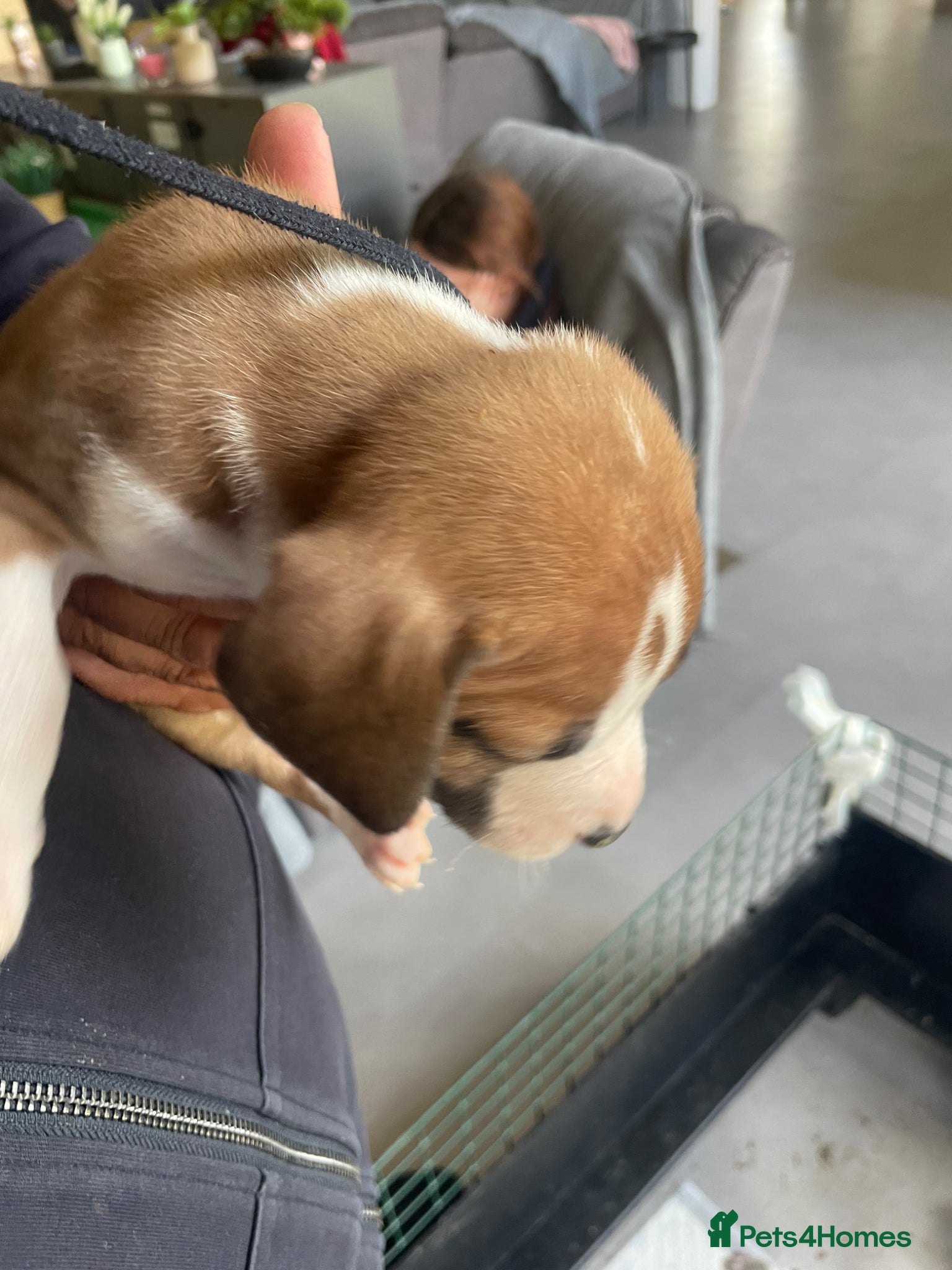 Mixed Breed dogs for sale: Staffy Cross puppies in Wisbech - Advert 3