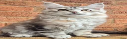 Maine Coon cats for sale: 2 Beautiful Maine coon kittens - Advert 7