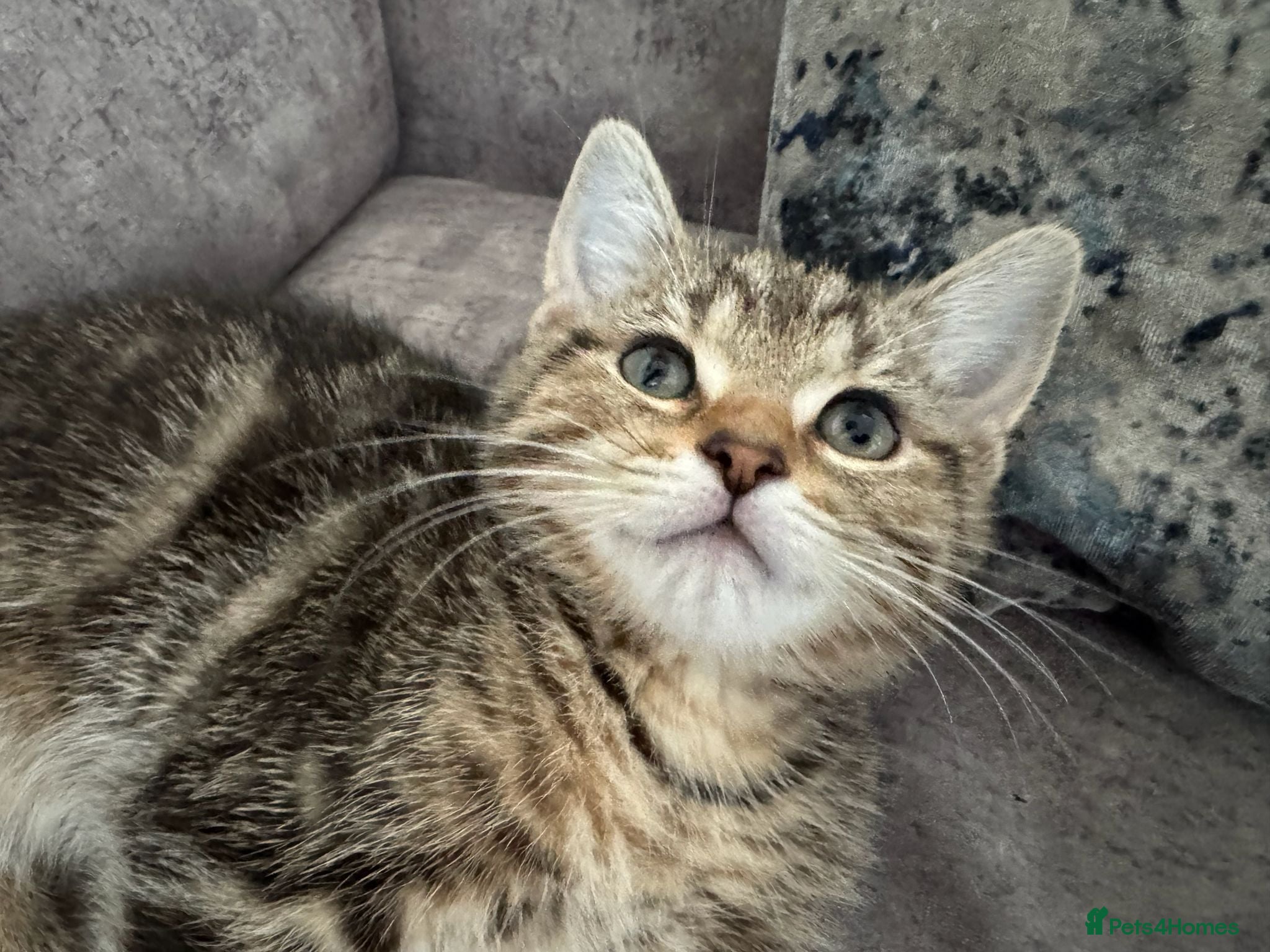British Shorthair cats British Shorthair kittens, negotiable - Advert 14