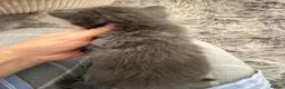 Mixed Breed cats for sale: Very beautiful marbled and striped cats - Advert 17
